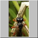 Tenthredo atra - Blattwespe 01c.jpg